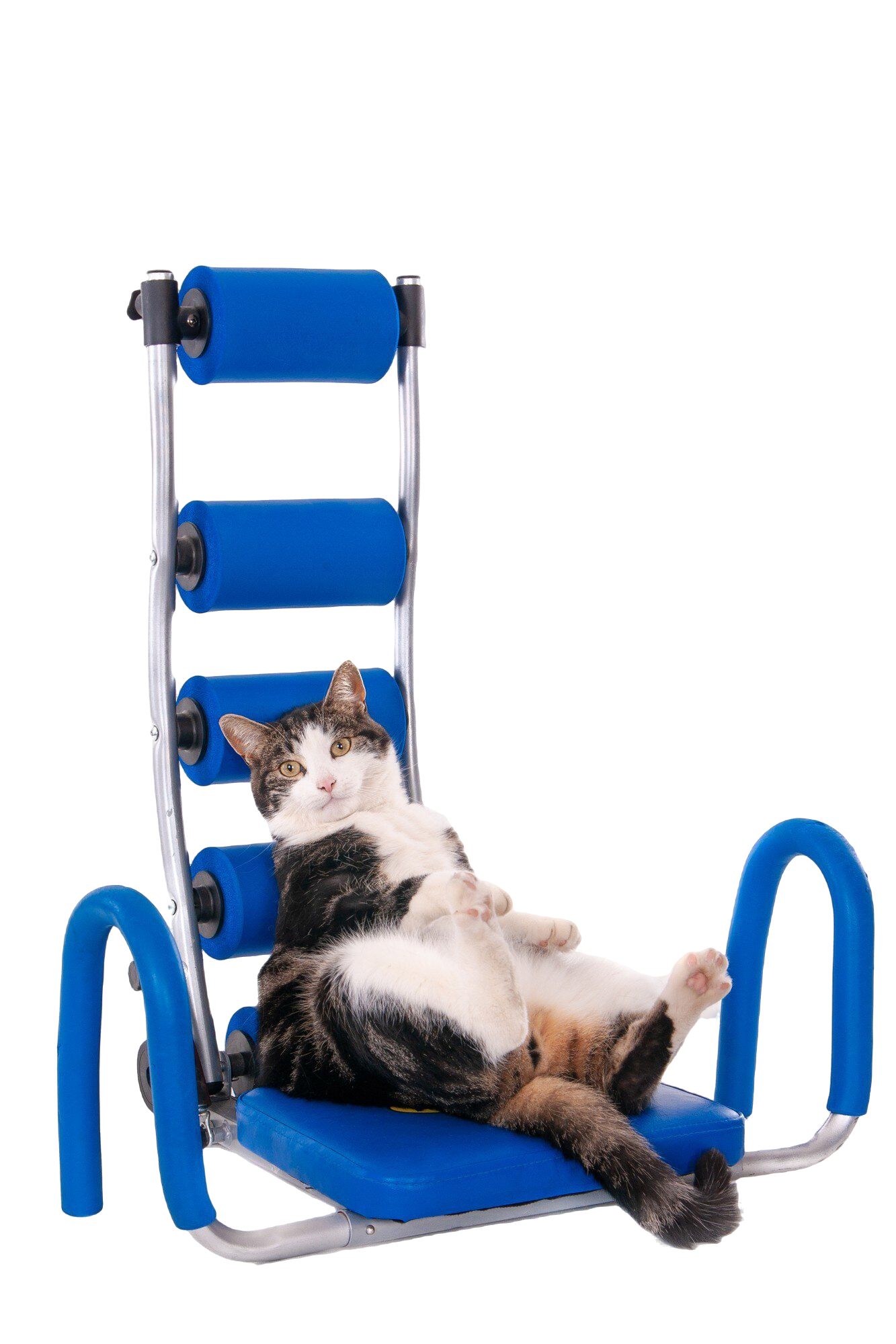 Cat Resting on Abdominal Trainer