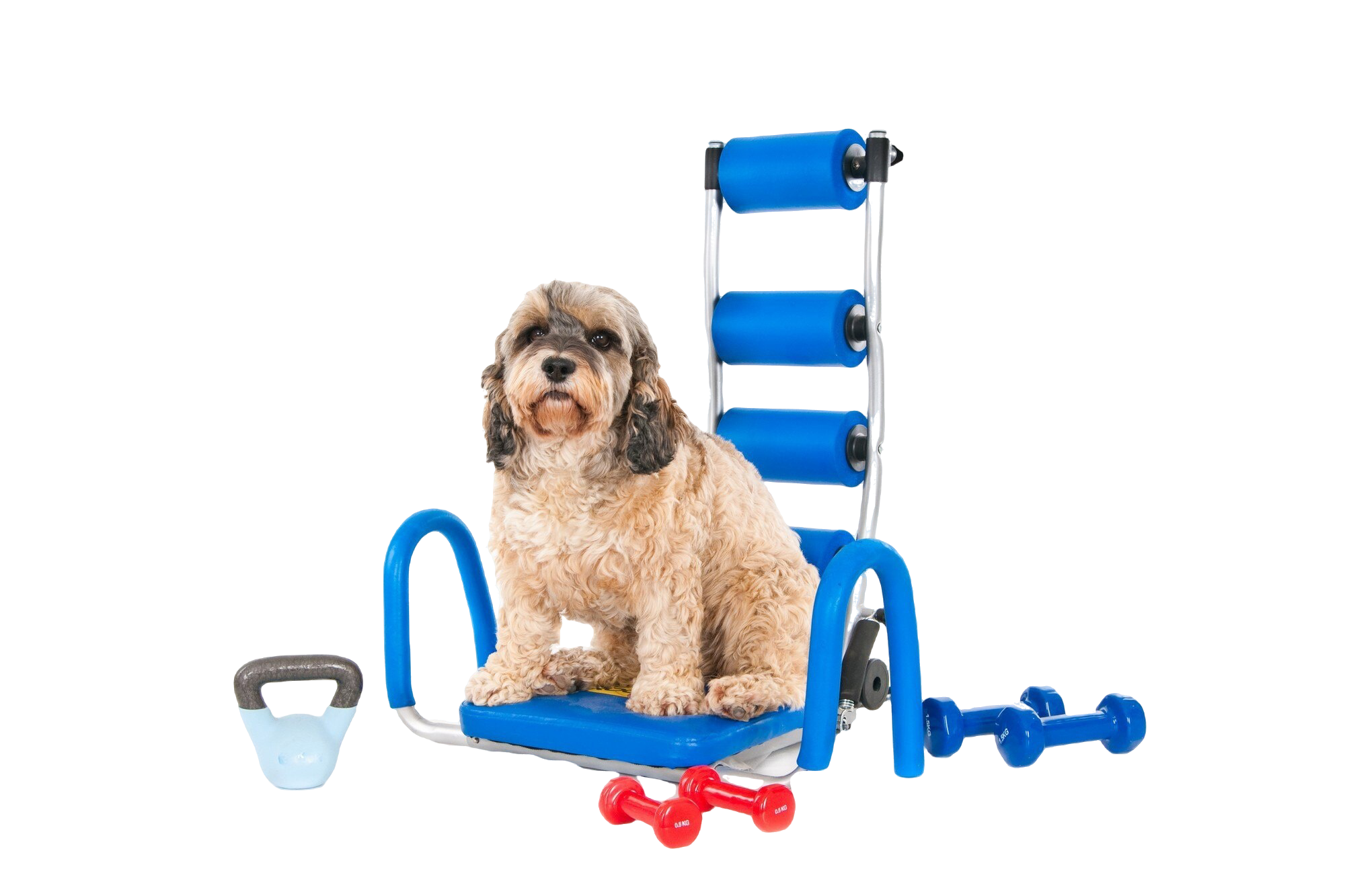 Fluffy Dog Workout Instruments